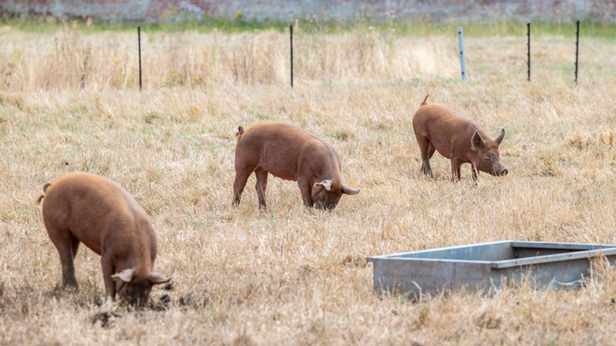 Pigs at the Walled Garden Shugborough 02